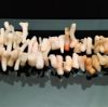 Picture of Vintage Natural Southwestern Angel Skin Coral Branch Necklace