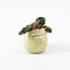 Picture of Kingspoint Designs Sea Turtle Hatchling Mini Trinket Box