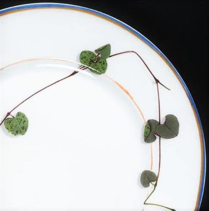 Picture of New Dinner Plate