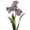 Picture of Jay Strongwater Vincent Iris Objet