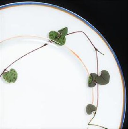 Picture for pattern Nature